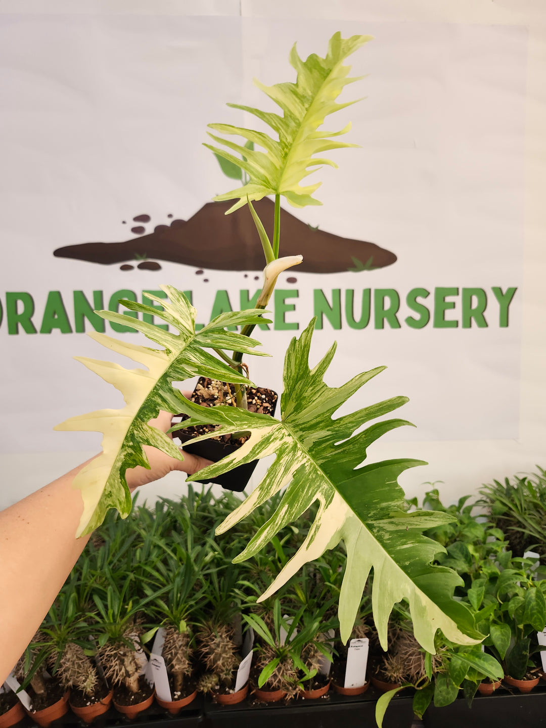 Philodendron Florida Beauty x Tortum (4in)-572