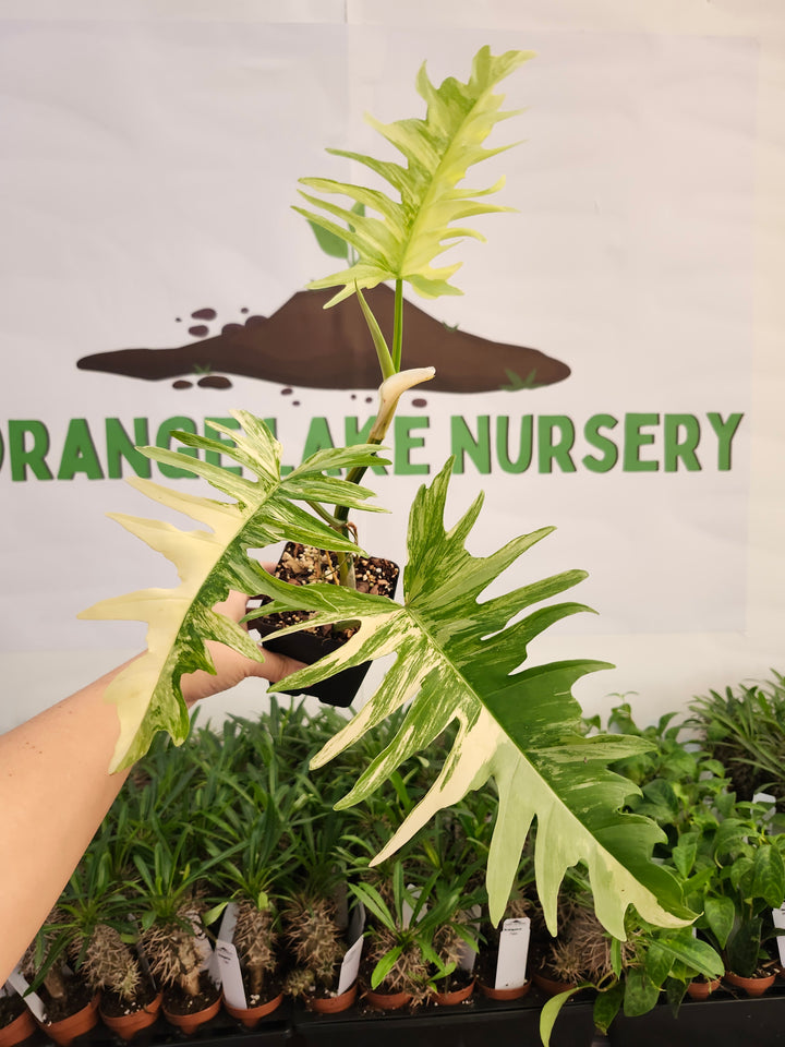 Philodendron Florida Beauty x Tortum (4in)-572
