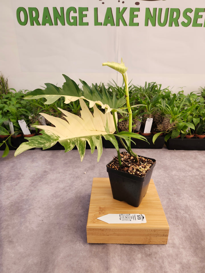 Philodendron Florida Beauty x Tortum (4in)-573