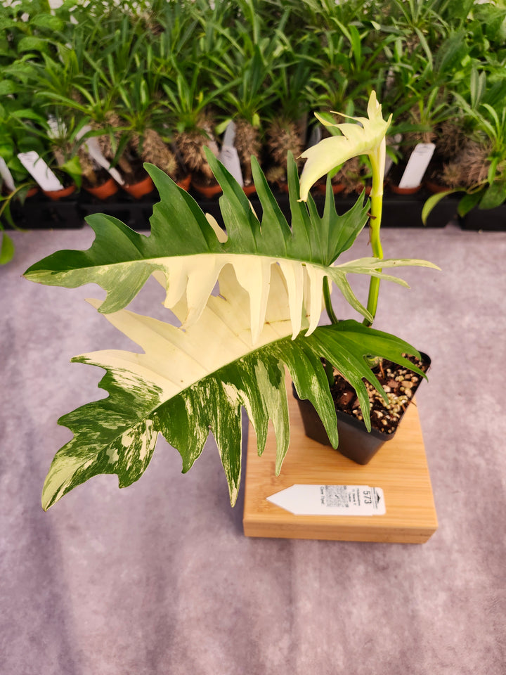 Philodendron Florida Beauty x Tortum (4in)-573