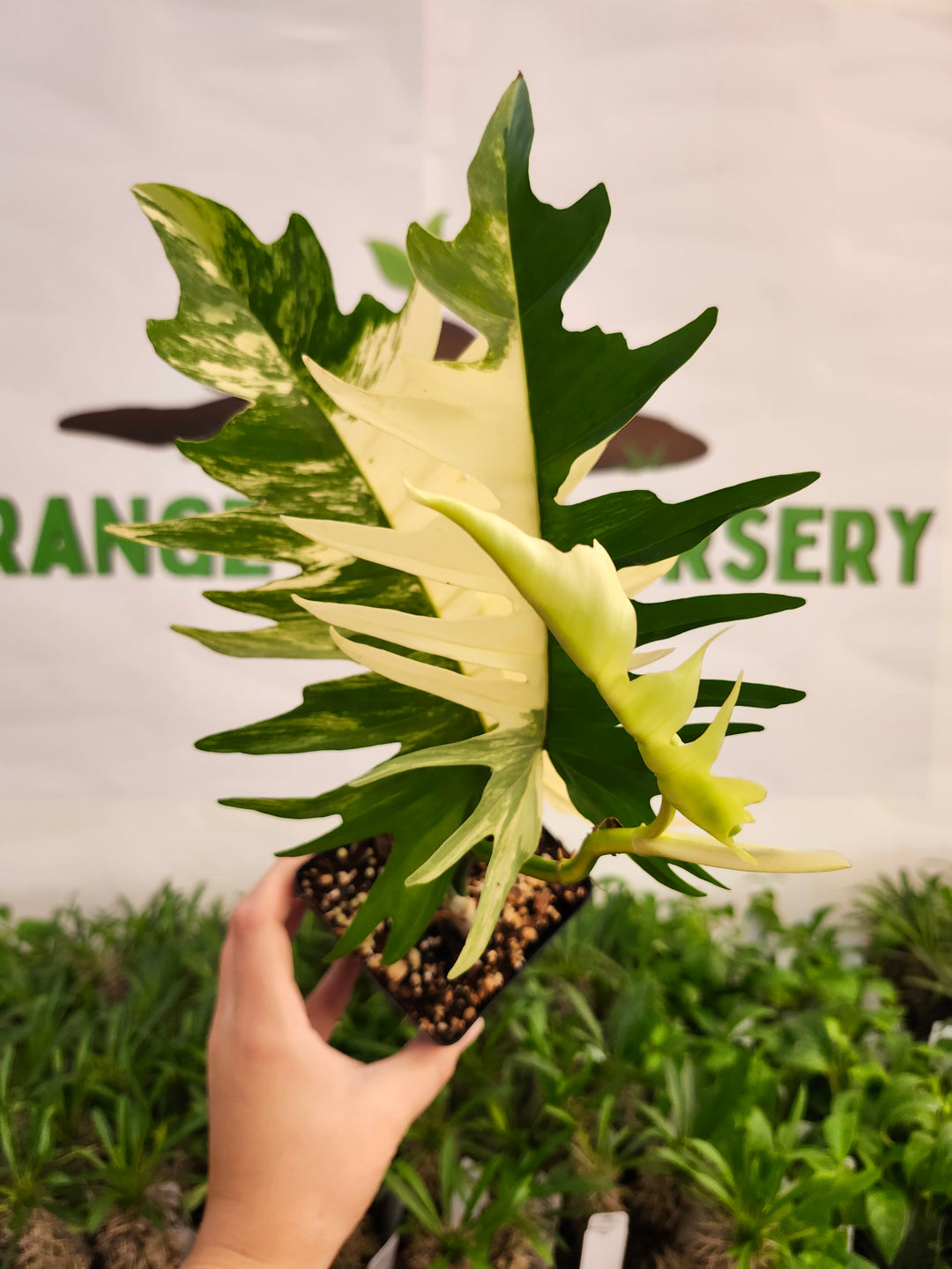 Philodendron Florida Beauty x Tortum (4in)-573