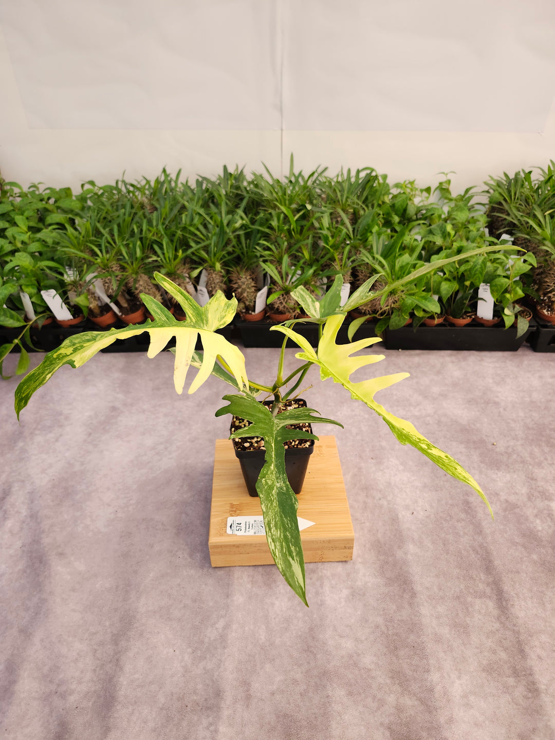 Philodendron Florida Beauty x Tortum (4in)-574