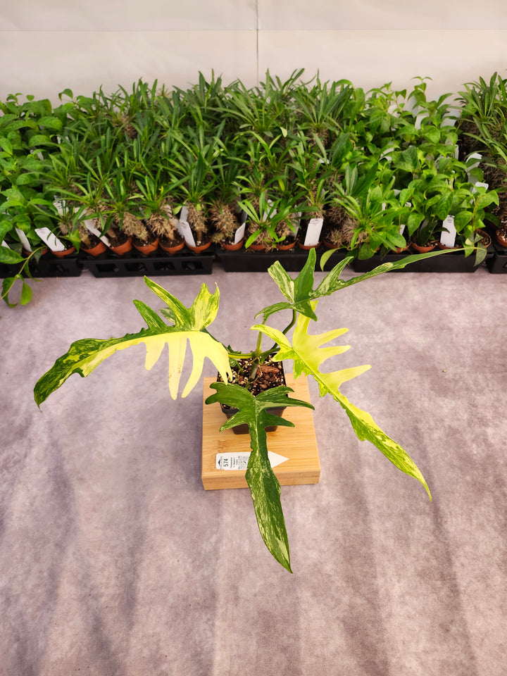 Philodendron Florida Beauty x Tortum (4in)-574