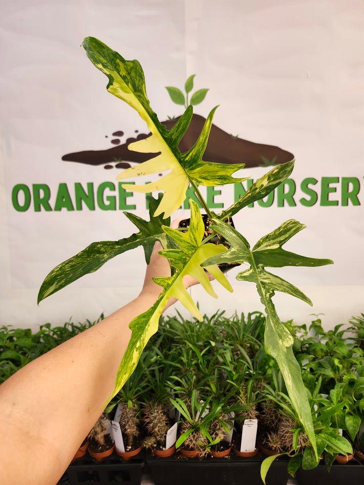 Philodendron Florida Beauty x Tortum (4in)-574