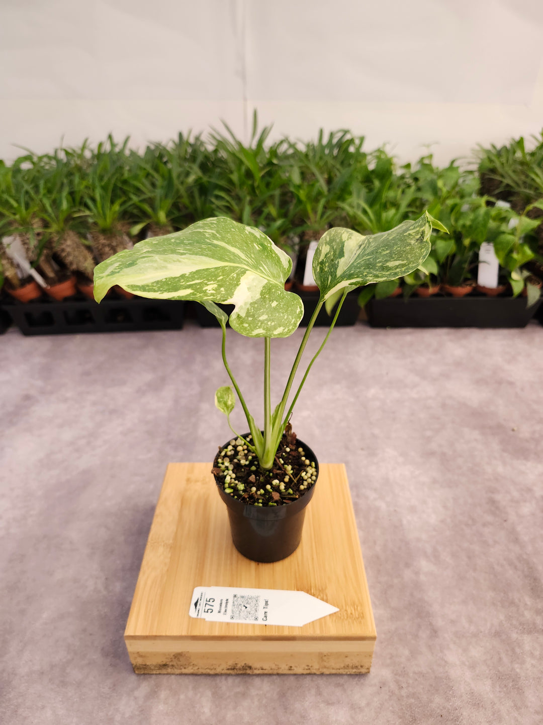 Monstera Electrolyte (3in)-575