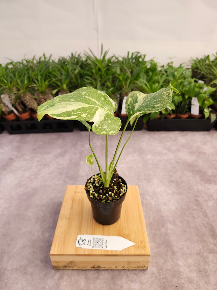 Monstera Electrolyte (3in)-575