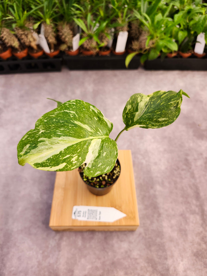 Monstera Electrolyte (3in)-575