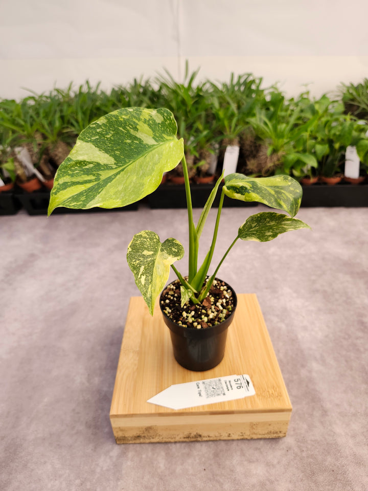 Monstera Electrolyte (3in)-576