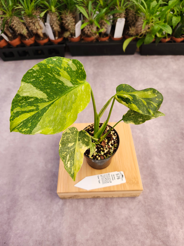 Monstera Electrolyte (3in)-576