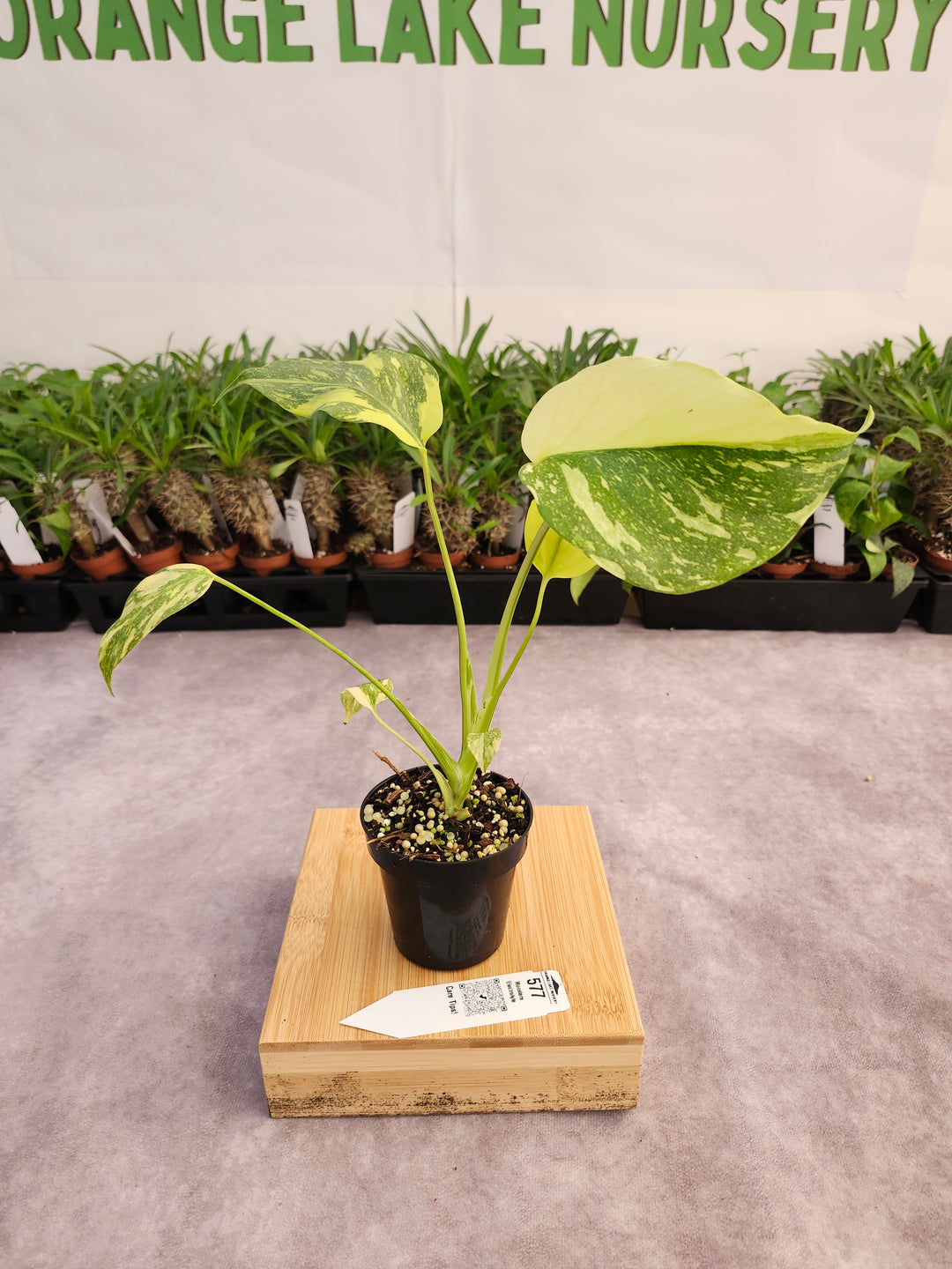 Monstera Electrolyte (3in)-577
