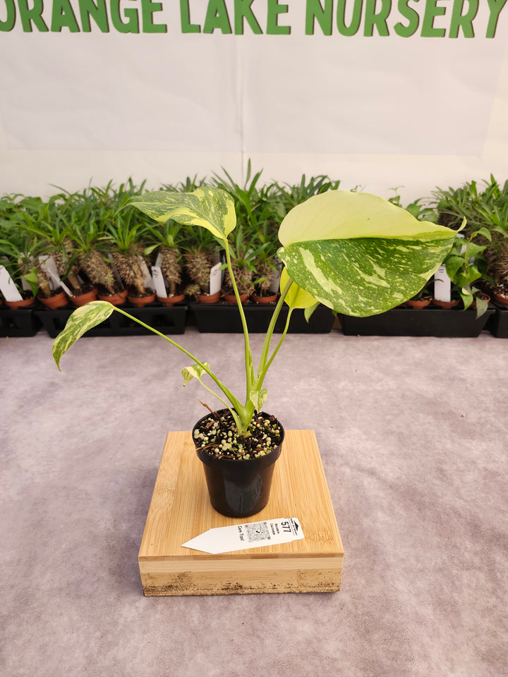 Monstera Electrolyte (3in)-577