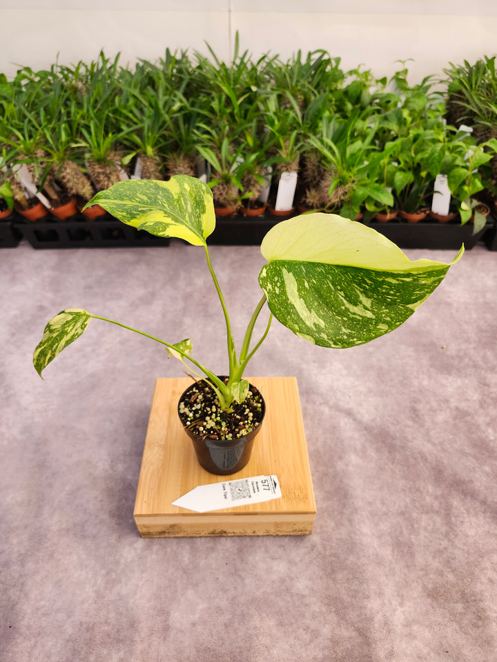 Monstera Electrolyte (3in)-577