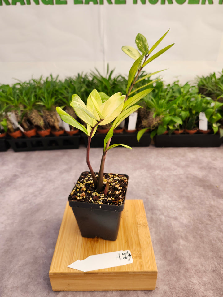 Variegated ZZ Plant (4in)-578