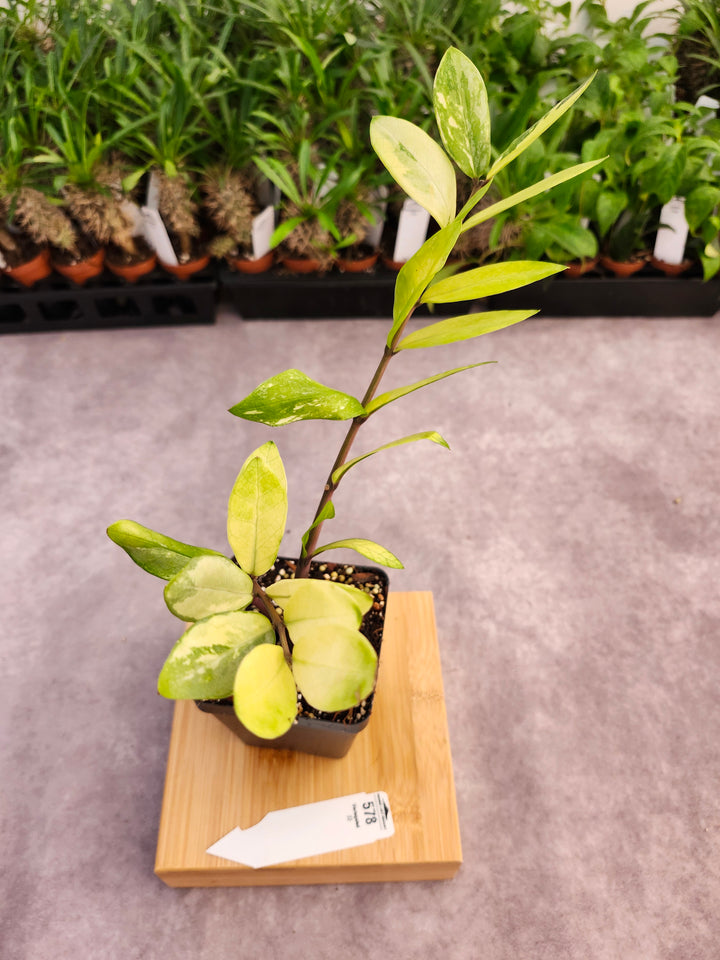 Variegated ZZ Plant (4in)-578