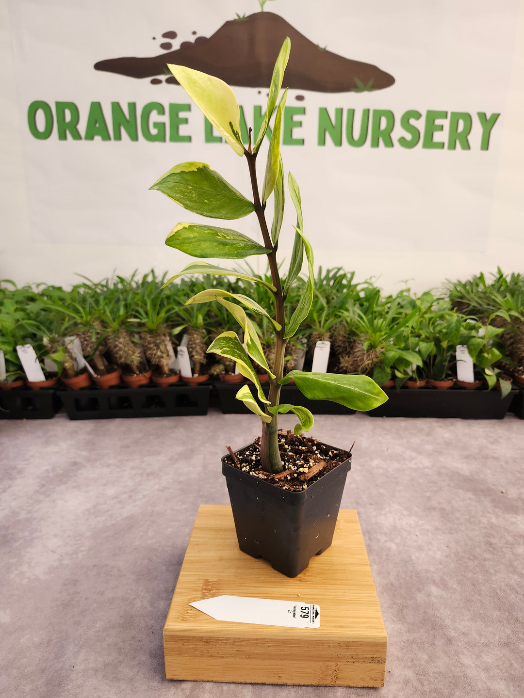 Variegated ZZ Plant (4in)-579
