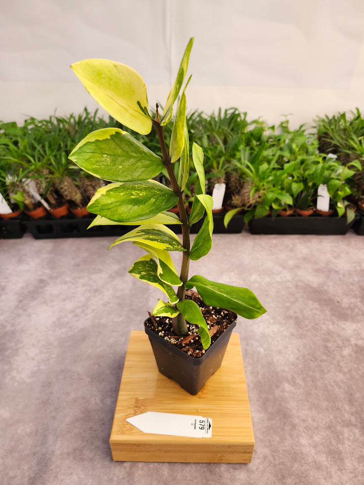 Variegated ZZ Plant (4in)-579