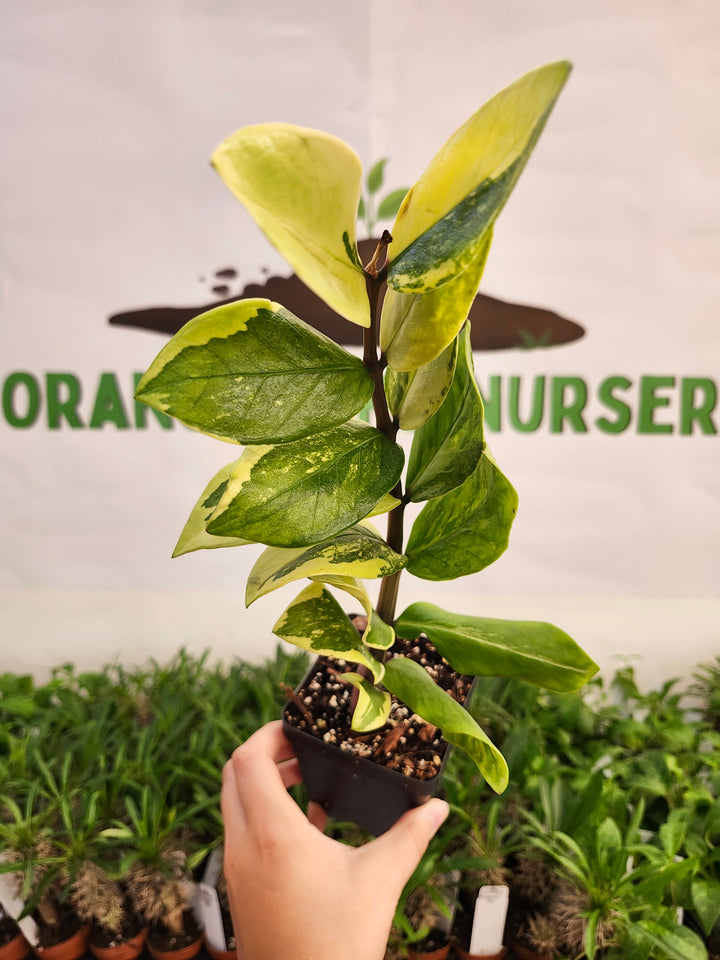 Variegated ZZ Plant (4in)-579