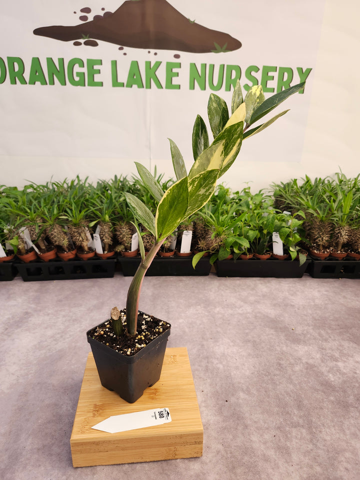 Variegated ZZ Plant (4in)-580