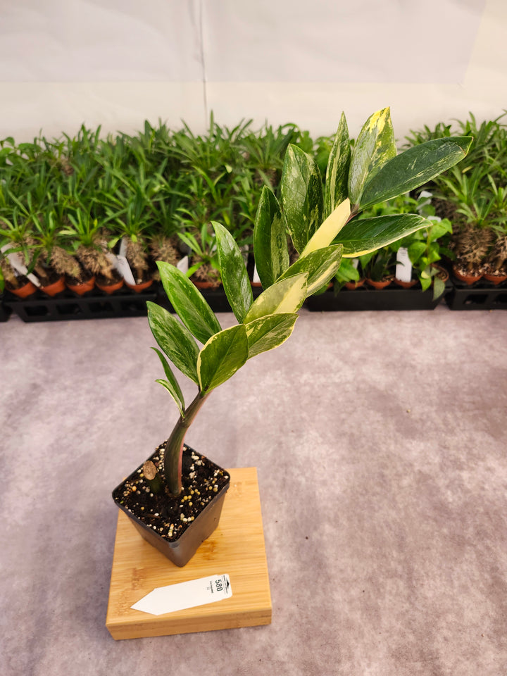 Variegated ZZ Plant (4in)-580