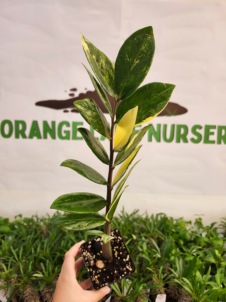 Variegated ZZ Plant (4in)-580