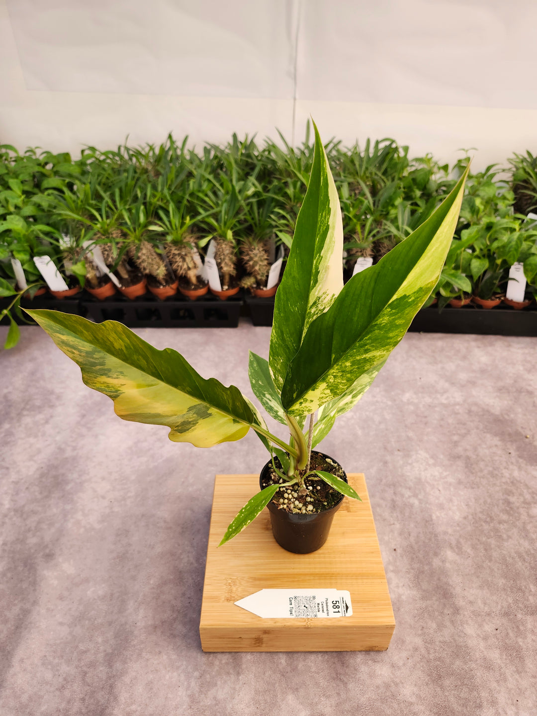 Philodendron Caramel Marble (3in)-581