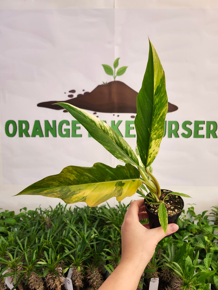 Philodendron Caramel Marble (3in)-581