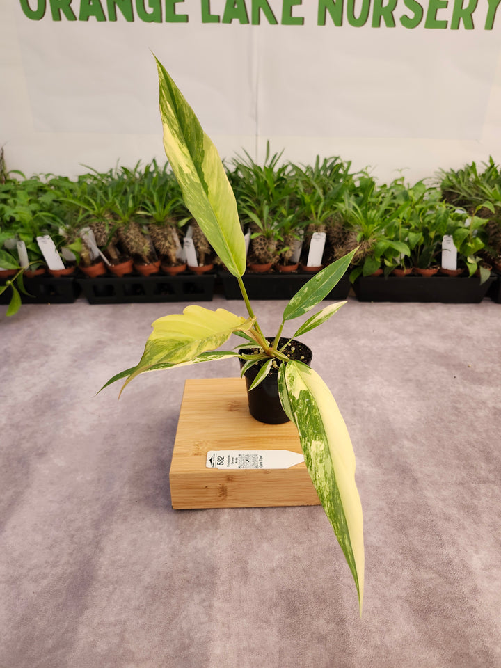 Philodendron Caramel Marble (3in)-582