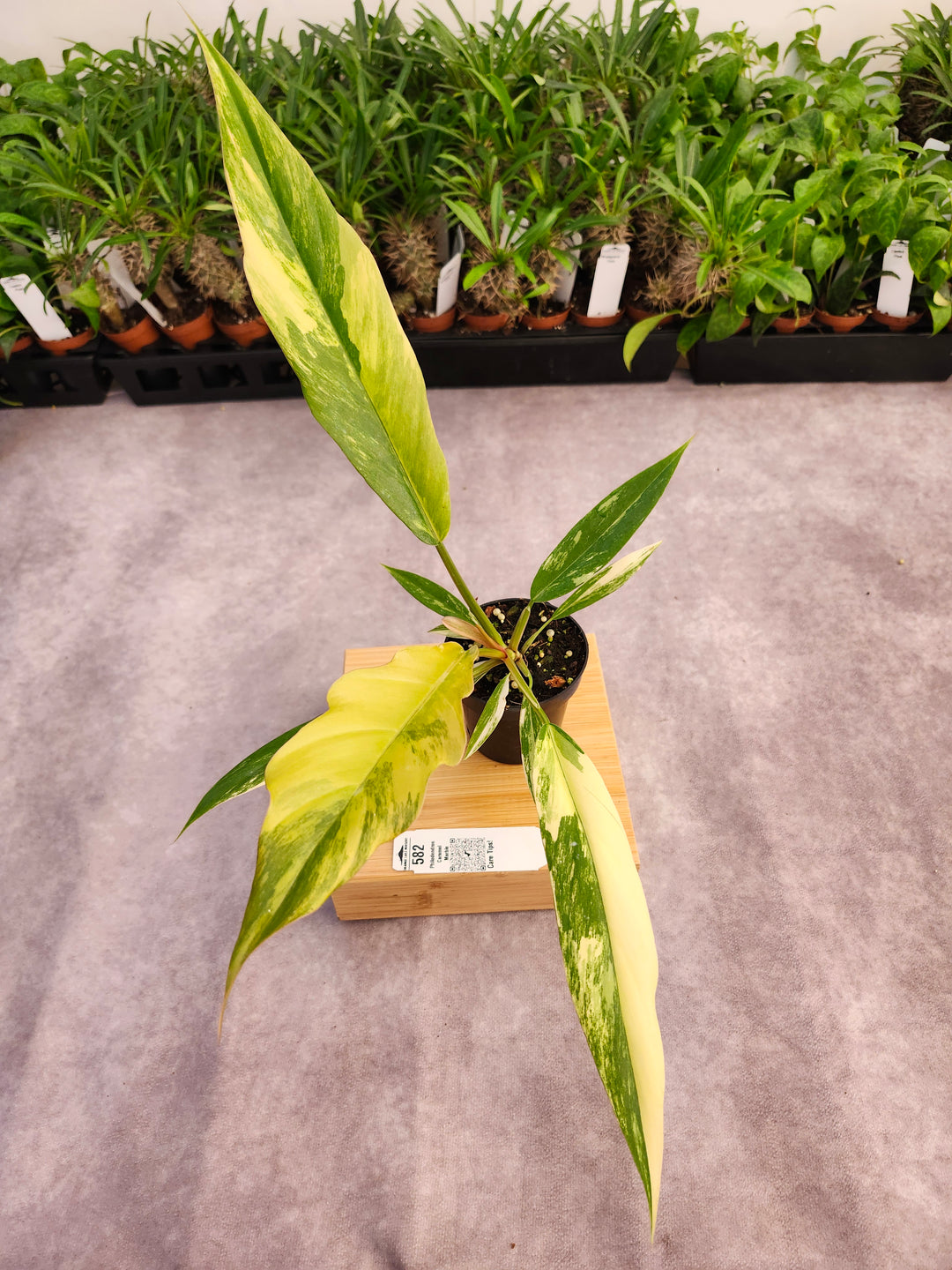 Philodendron Caramel Marble (3in)-582