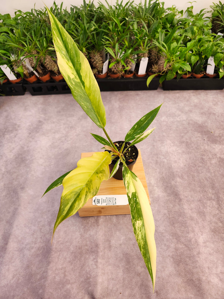 Philodendron Caramel Marble (3in)-582