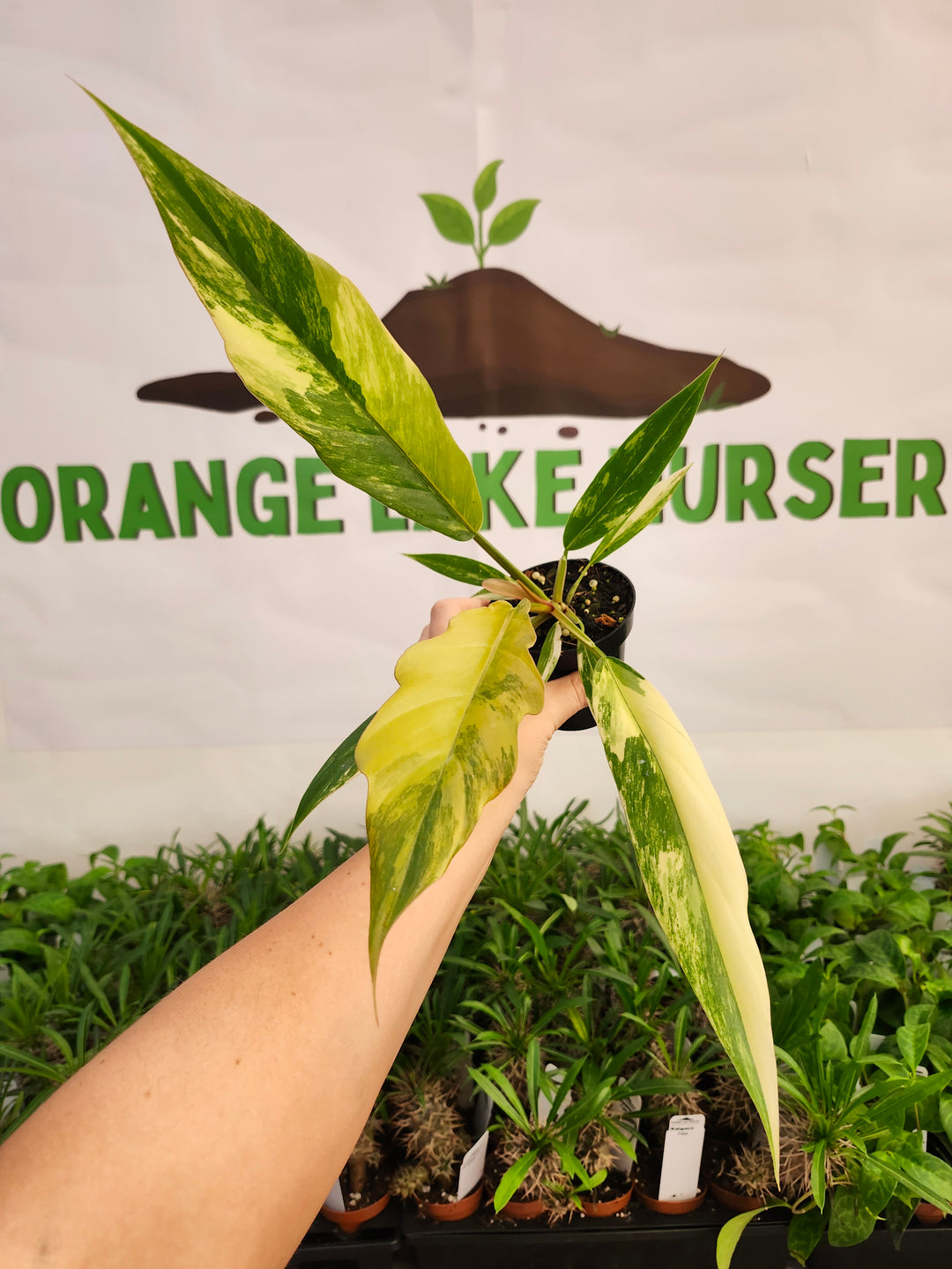 Philodendron Caramel Marble (3in)-582