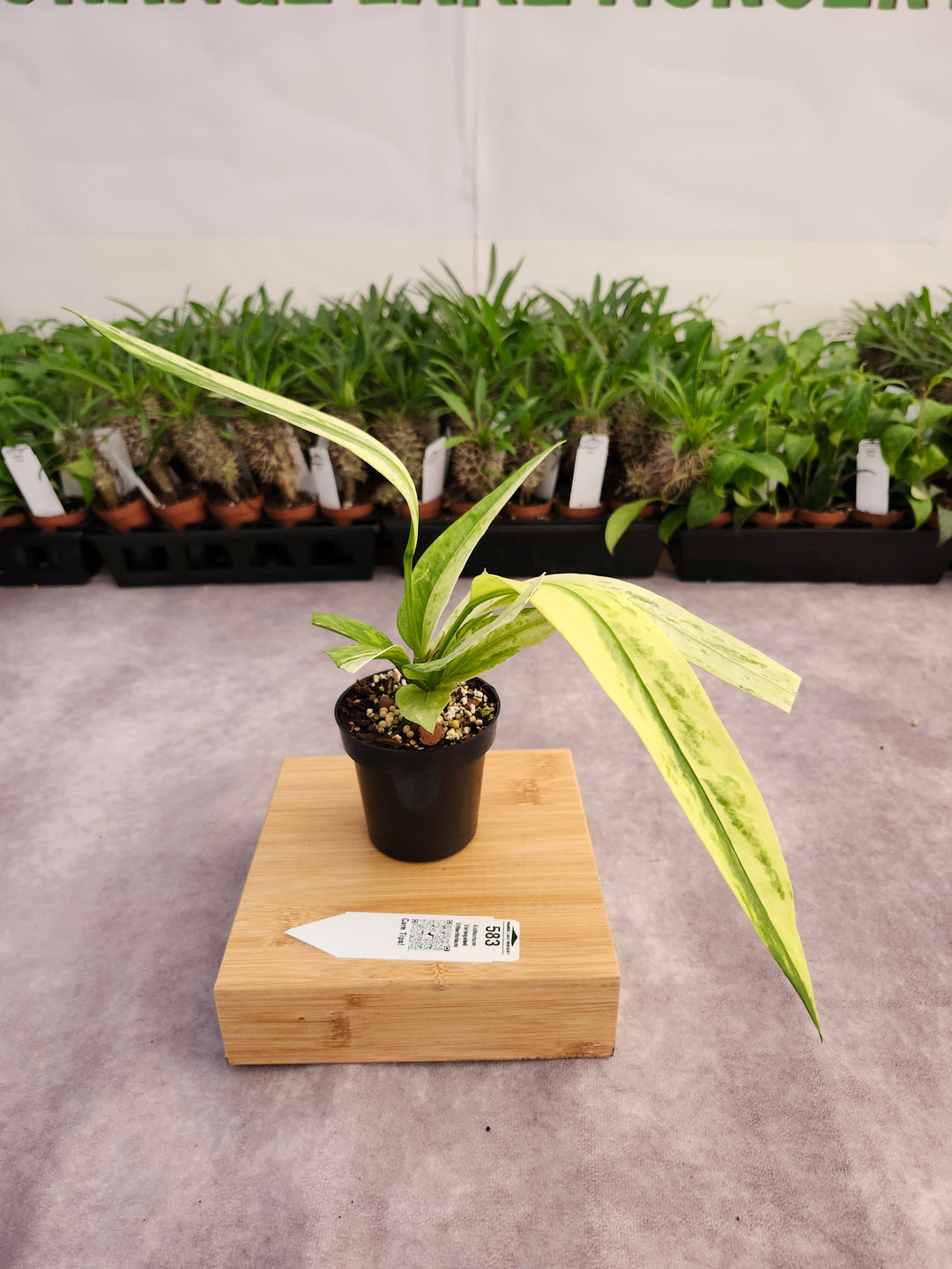 Anthurium Vittarifolium Variegated (3in)- 583