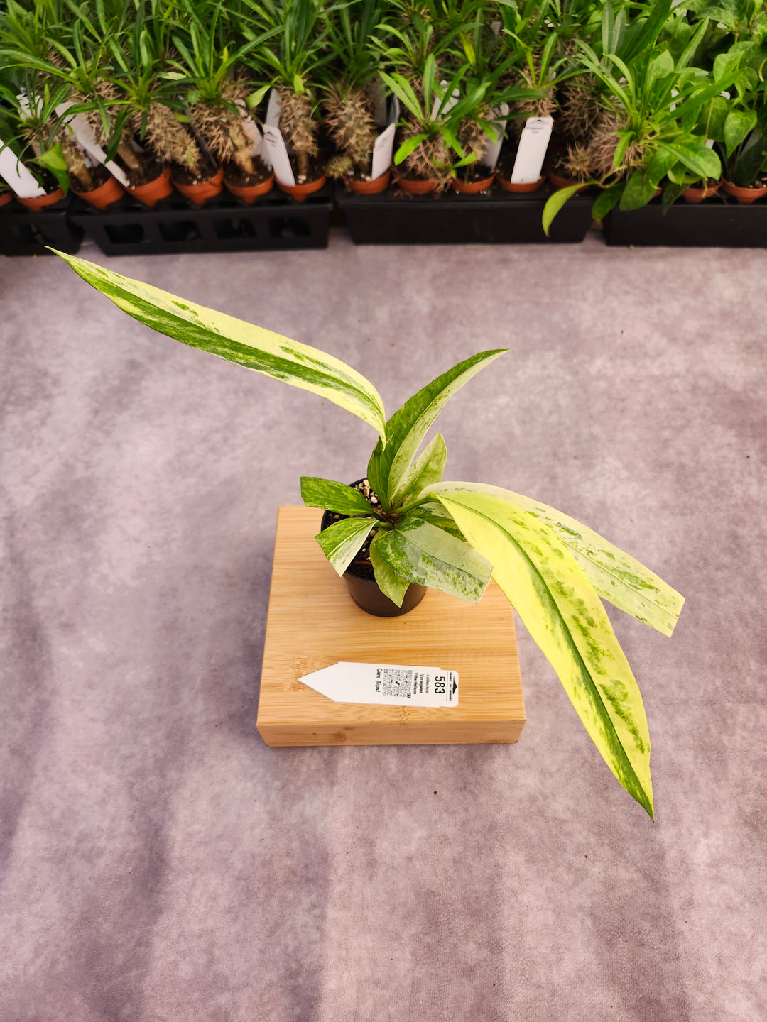 Anthurium Vittarifolium Variegated (3in)- 583