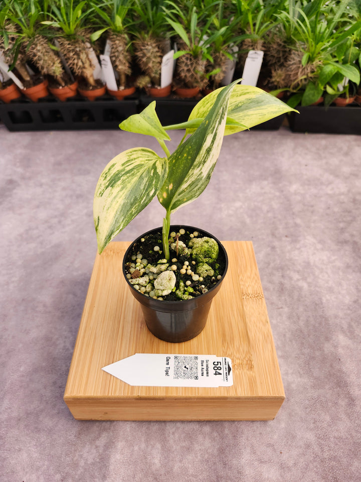 Scindapsus Blue Aurea (3in)-584