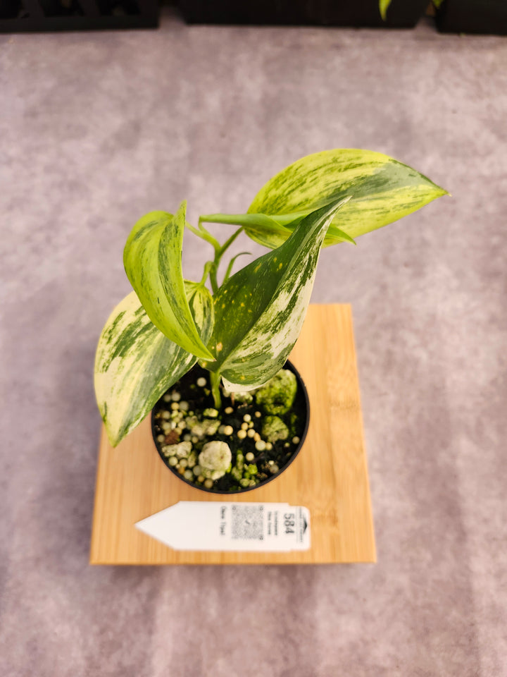 Scindapsus Blue Aurea (3in)-584