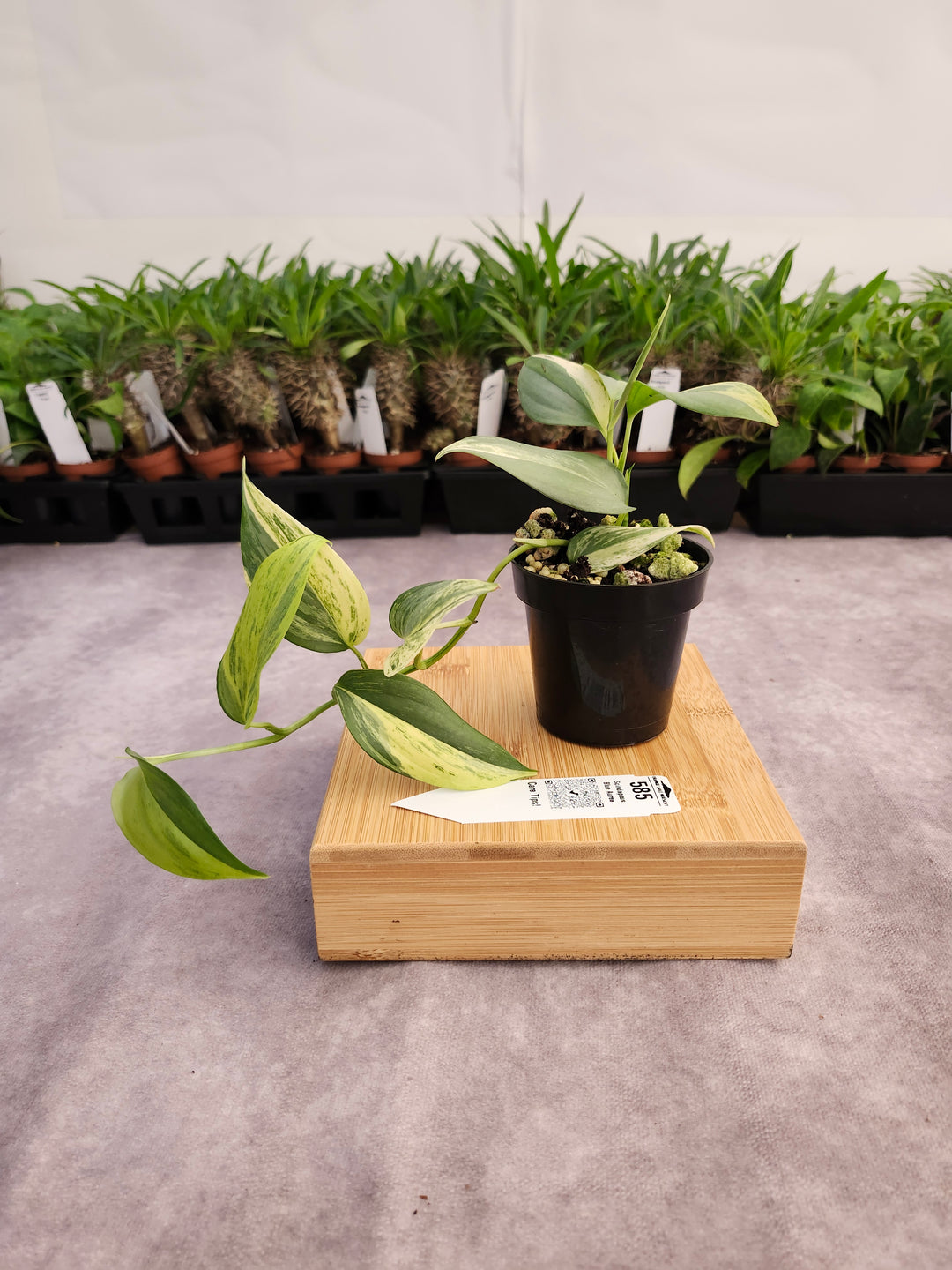 Scindapsus Blue Aurea (3in)-585
