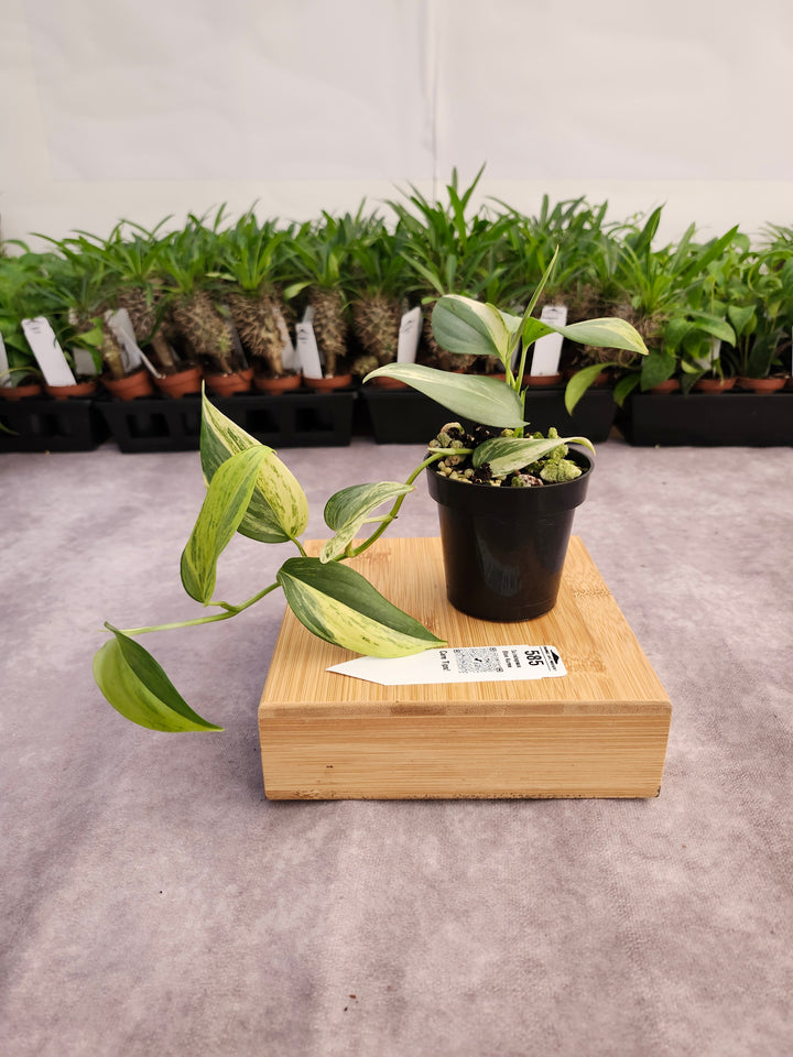 Scindapsus Blue Aurea (3in)-585