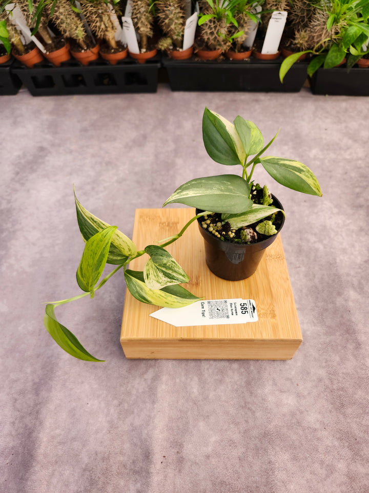 Scindapsus Blue Aurea (3in)-585