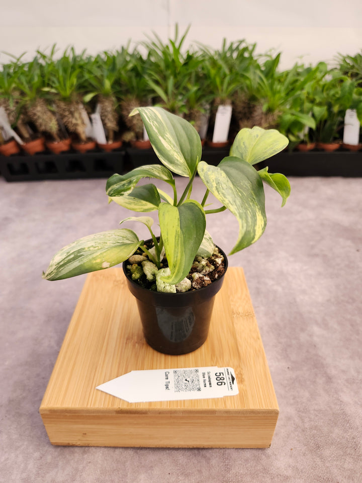 Scindapsus Blue Aurea (3in)-586