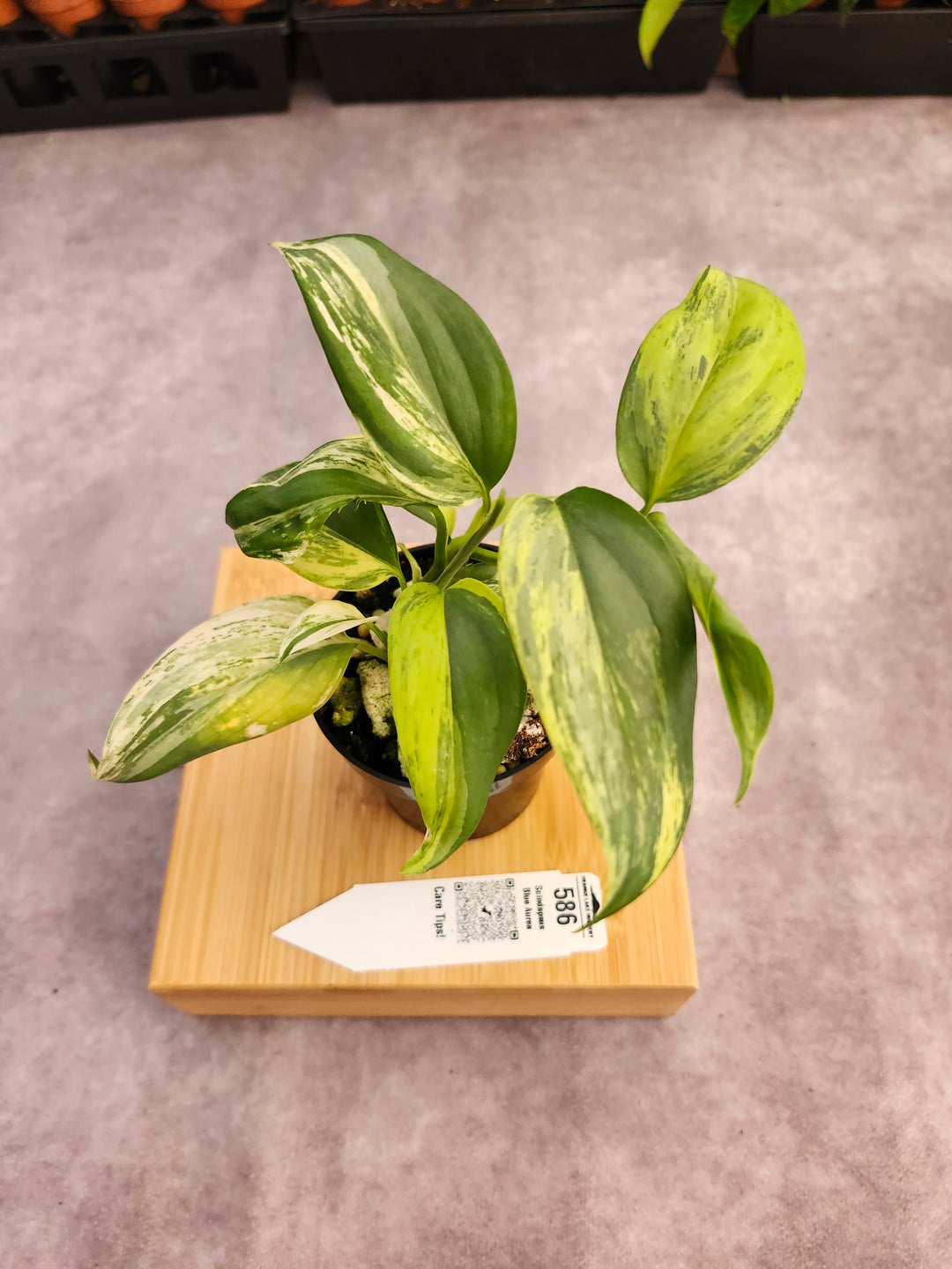 Scindapsus Blue Aurea (3in)-586