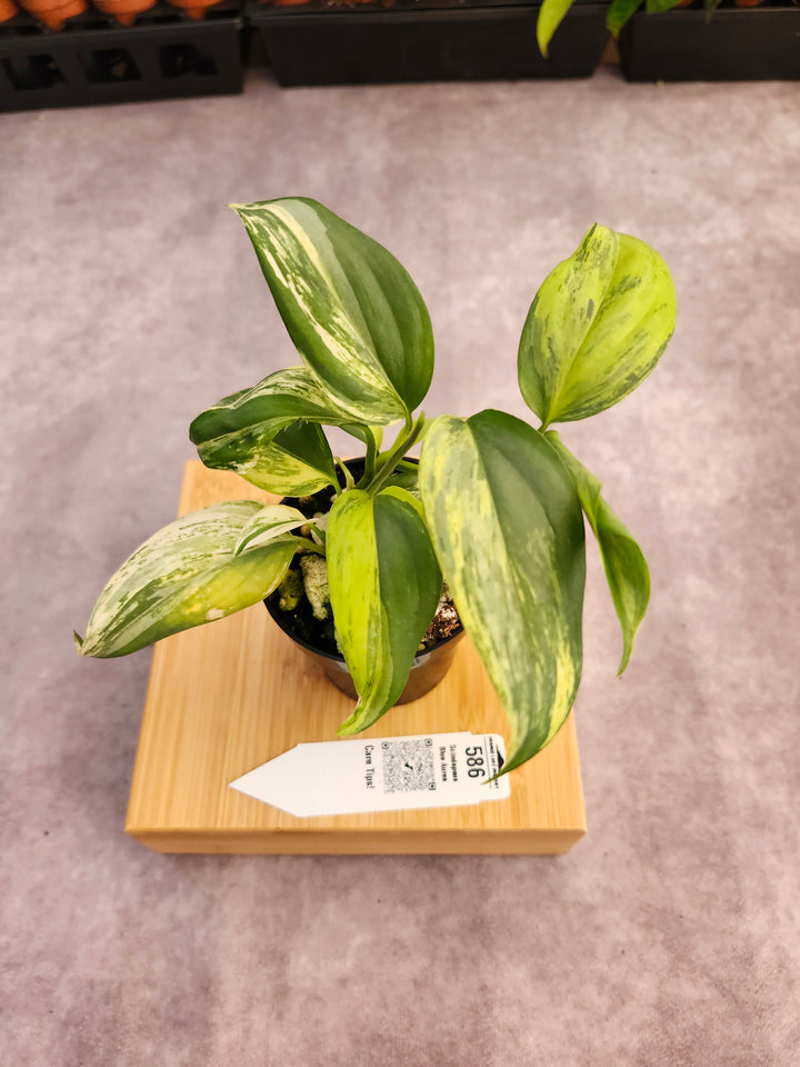 Scindapsus Blue Aurea (3in)-586