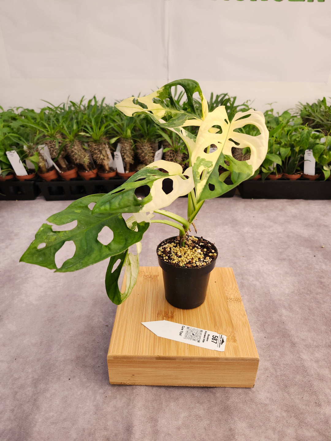 Monstera Adansonii Albo (3in)- 587