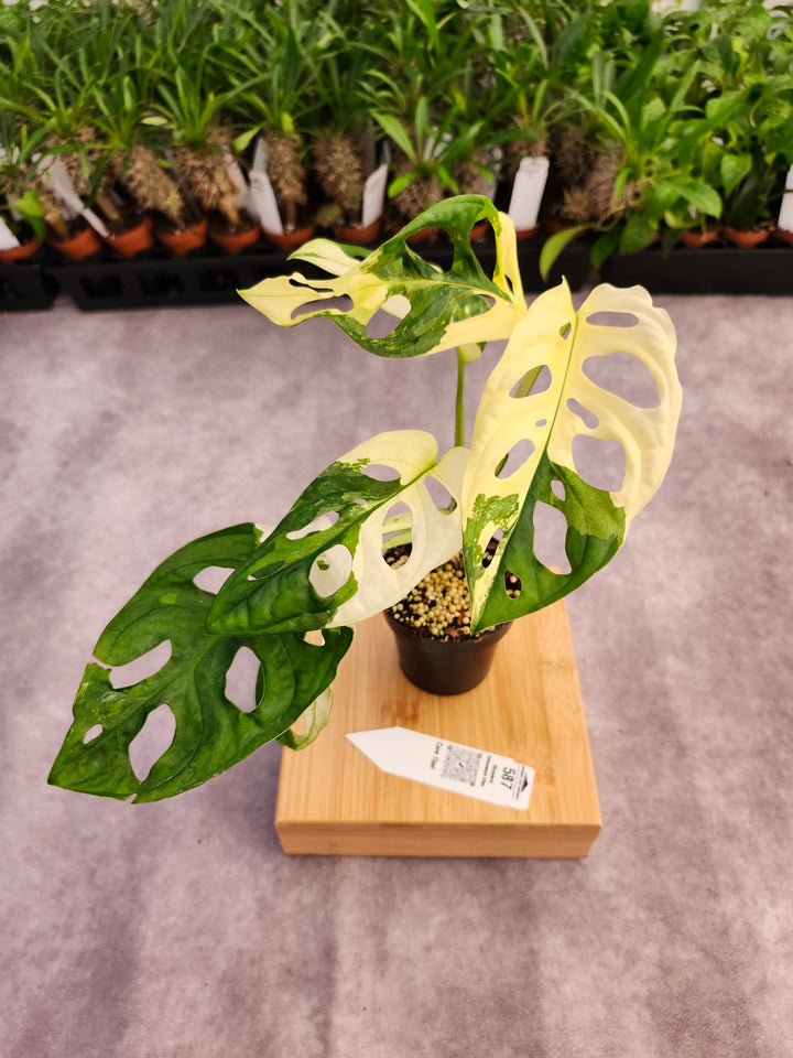 Monstera Adansonii Albo (3in)- 587