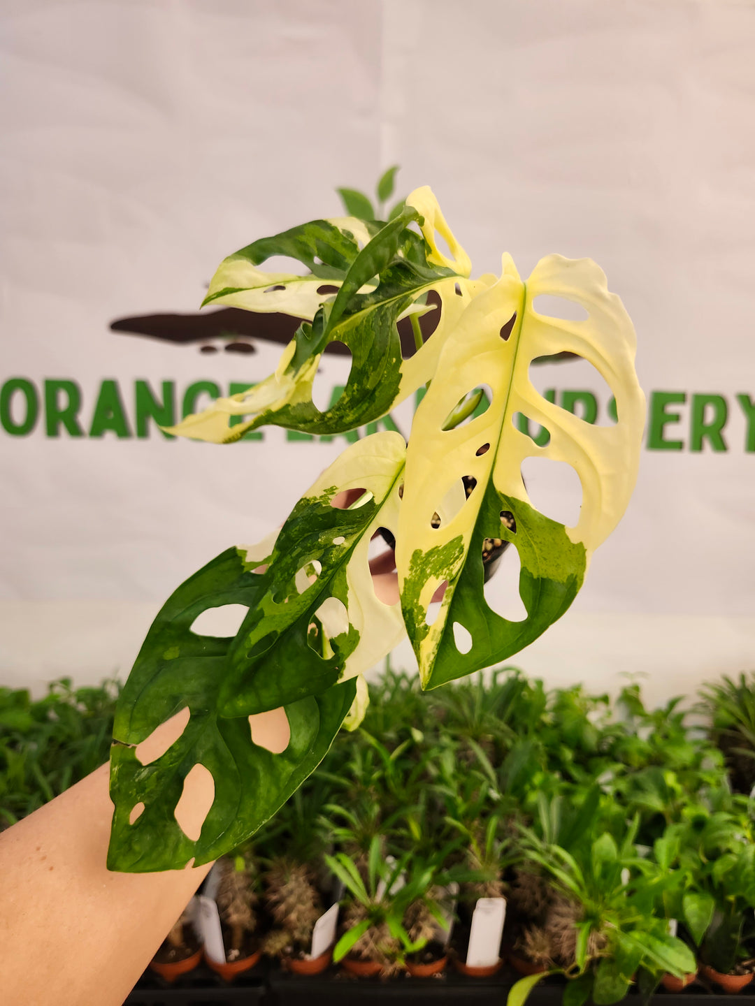 Monstera Adansonii Albo (3in)- 587