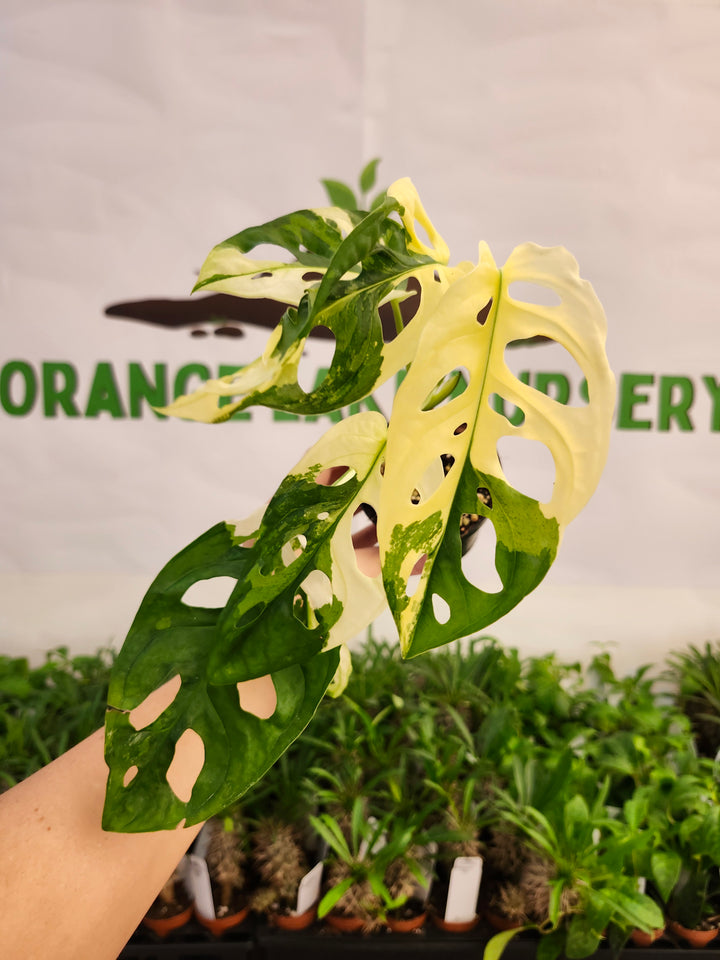 Monstera Adansonii Albo (3in)- 587