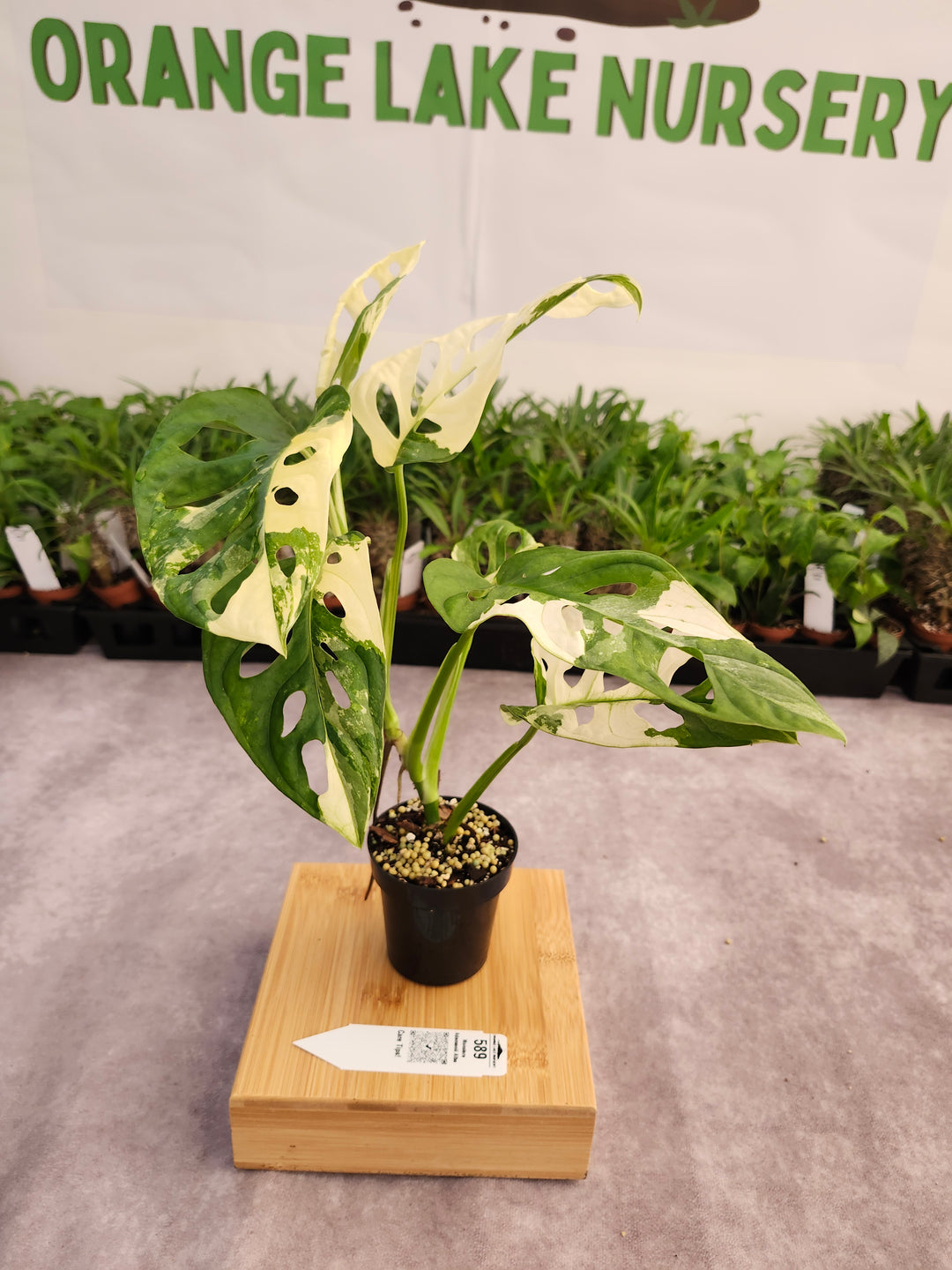 Monstera Adansonii Albo (3in)- 589