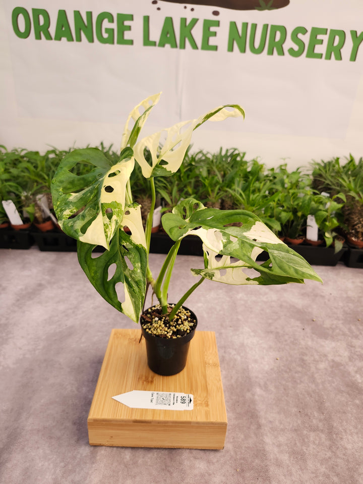 Monstera Adansonii Albo (3in)- 589