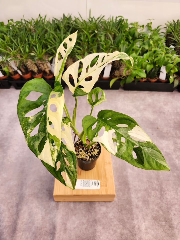 Monstera Adansonii Albo (3in)- 589