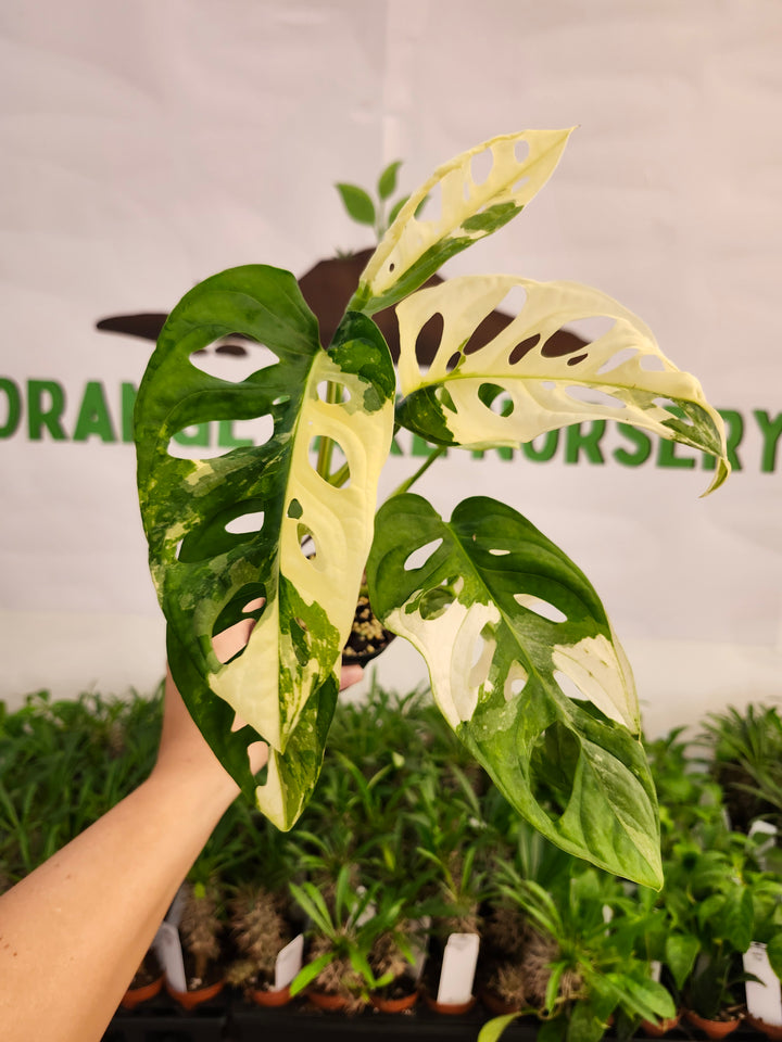 Monstera Adansonii Albo (3in)- 589