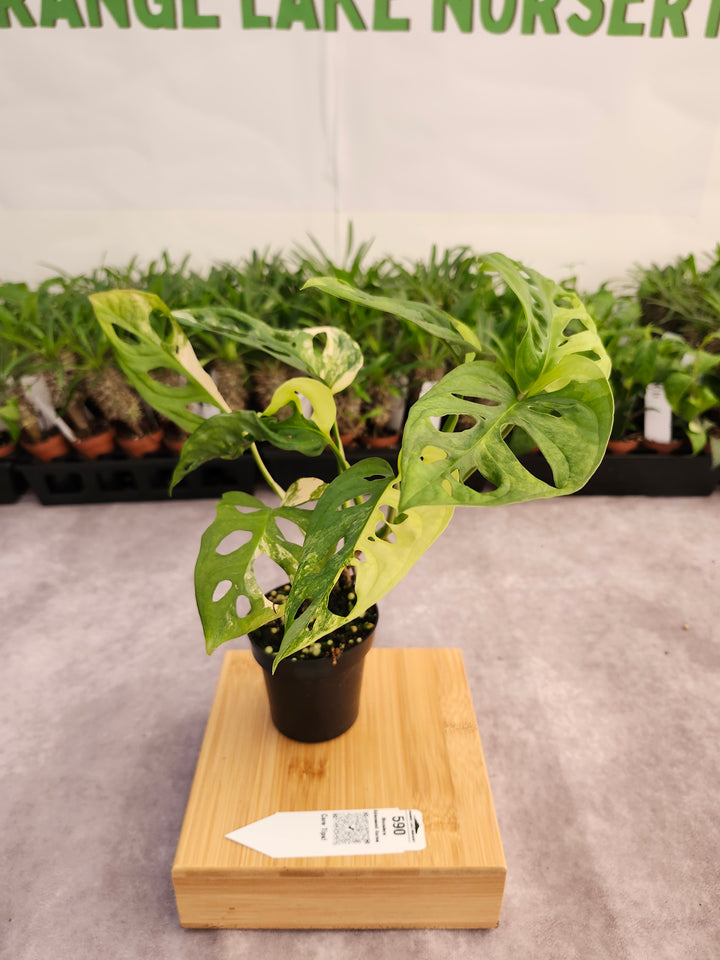 Monstera Adansonii Aurea (3in)-590