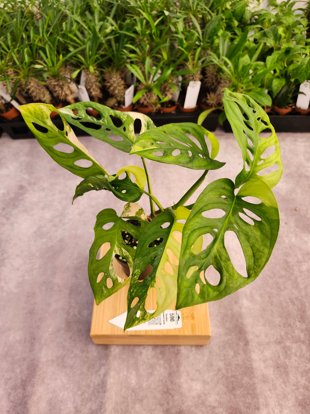 Monstera Adansonii Aurea (3in)-590